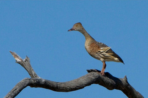 Plumed Whistling-Duck (Dendrocygna eytoni)